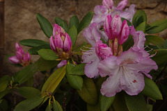 mon rhododendron