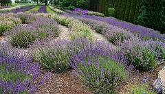 fields of lavender