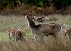 Fallow Stag