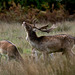 Fallow Stag