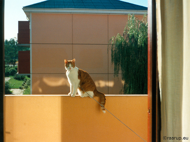 Rudolf enjoying the sun (1993) - Repost