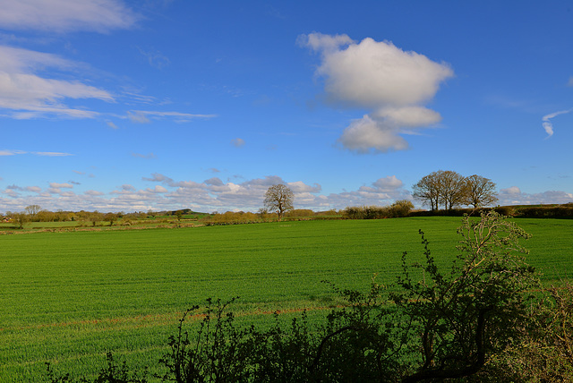 Gnosall fields