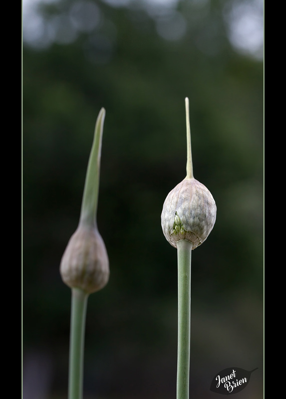 310/366: Garlic Marathon 2/9--Split Bud Cover