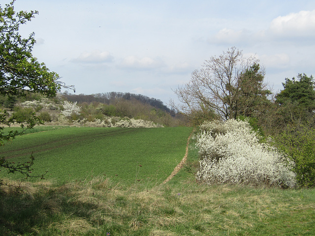 am Münchshofener Berg