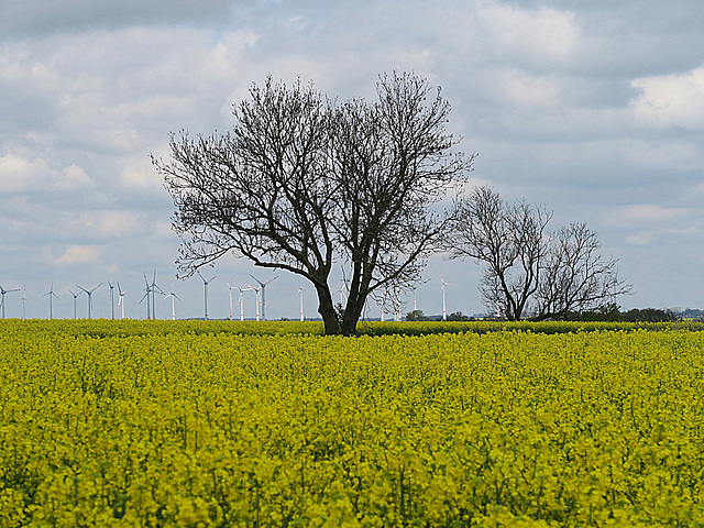 Der Frühling ist da