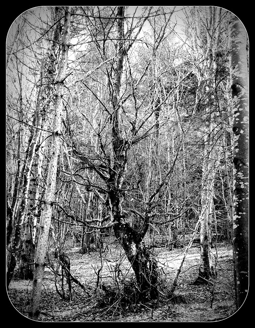 arbre des sorcières