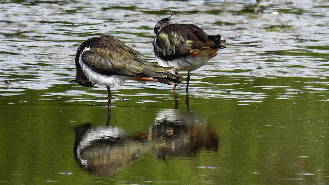 20180628 4096CPw [D~MS] Kiebitz, Rieselfelder Münster