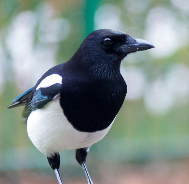 ipernity: Magpie close up (1) - by Maeluk