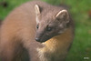 Pine Marten