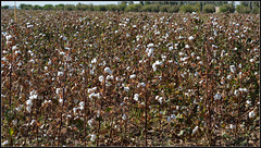 Cotton plantation