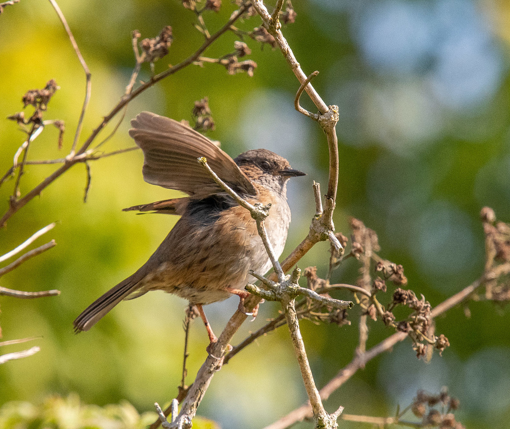 Dunnock