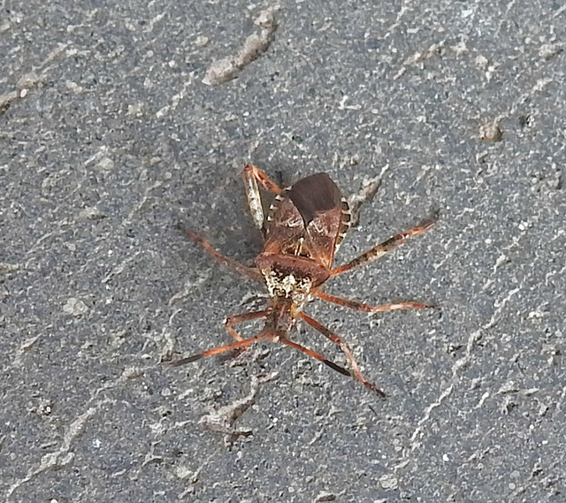 20221029 1955CPw [D~LIP] Amerikanische Kiefernwanze (Leptoglossus occidentalis) [Kiefern-Zapfenwanze], Bad Salzuflen