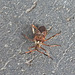 20221029 1955CPw [D~LIP] Amerikanische Kiefernwanze (Leptoglossus occidentalis) [-Zapfenwanze], Bad Salzuflen