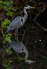 Heron
