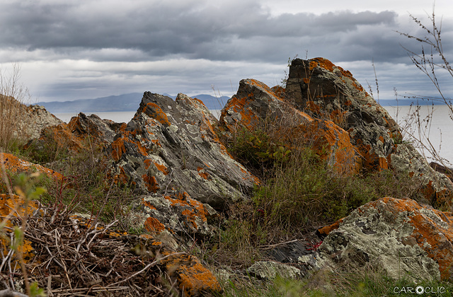 Orange Automne