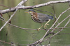 héron vert / green heron