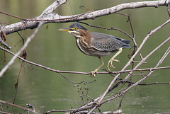 héron vert / green heron