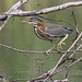 héron vert / green heron