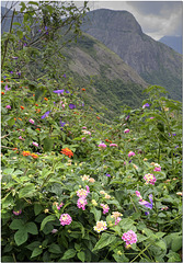 The Western Ghats, India