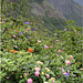 The Western Ghats, India