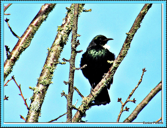 TUI.