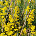 Lady's Bedstraw