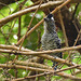 Barred Antshrike, on way to Brasso Seco, Trinidad, Day 5