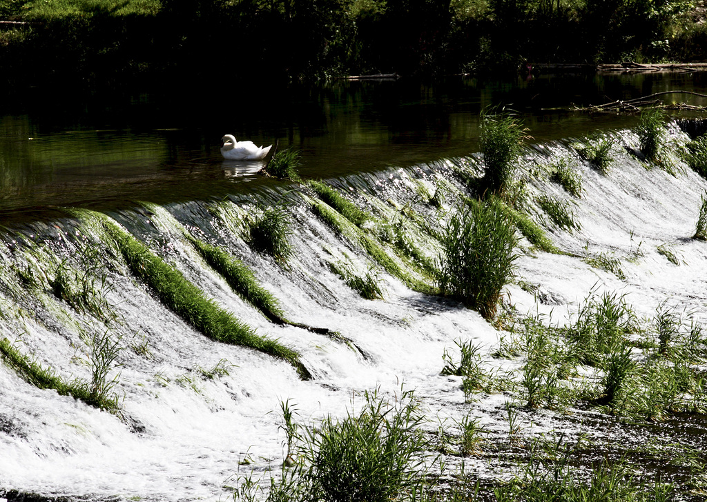 Ein Schwan am Donauwehr