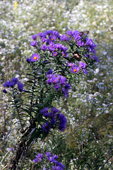 New England Aster