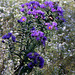 New England Aster