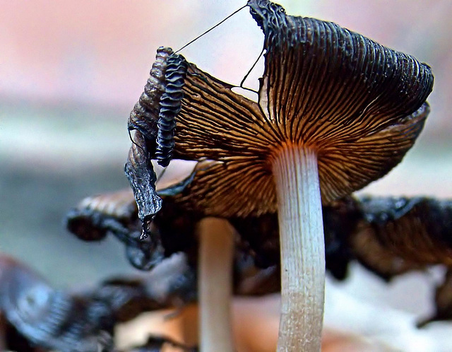 Inkcap Mushrooms 3