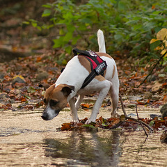 Jack Russell Terrier Rico