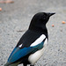 Magpie close up