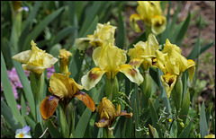 Iris nains 'Gypsy Boy' et 'Ritz'