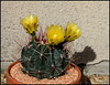 Ferocactus hamatacanthus