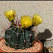 Ferocactus hamatacanthus