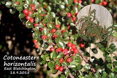 Cotoneaster horizontalis - East Blatchington - 18.9.2015