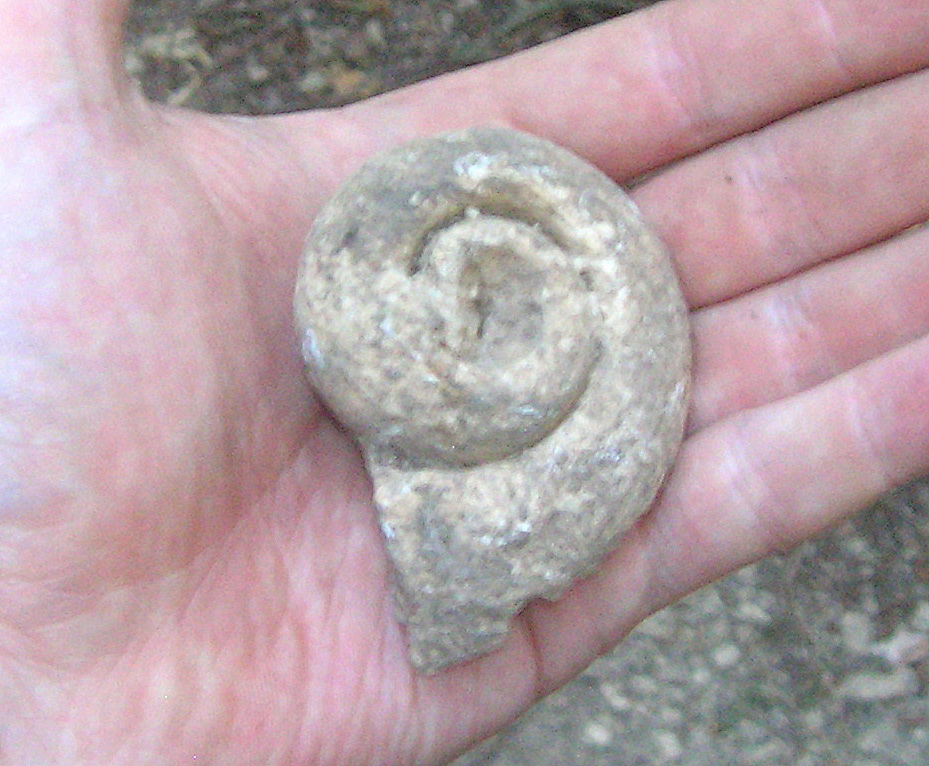 Fossile d'escargot