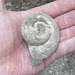 Fossile d'escargot
