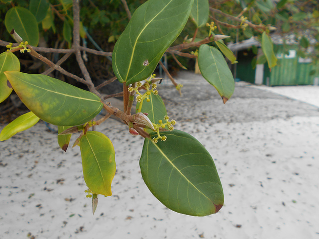 DSCN1208 - jambolão Syzygium cumini, Myrtaceae