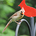 Northern Cardinal