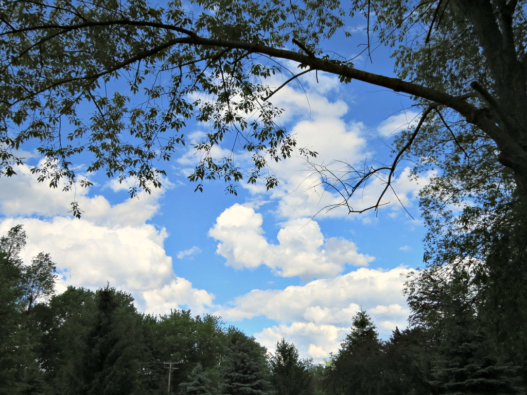 A poodle dancing in the sky