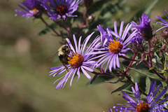 Bee on New England Aster