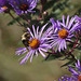 Bee on New England Aster