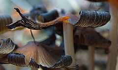 Inkcap Mushrooms 2