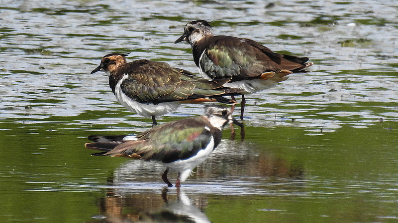 20180628 4097CPw [D~MS] Kiebitz, Rieselfelder Münster