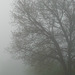 Brouillard ...