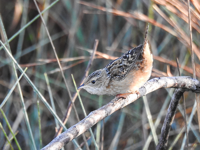 Day 4, Sedge Wren, Aransas Park