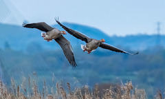 Greylag geese
