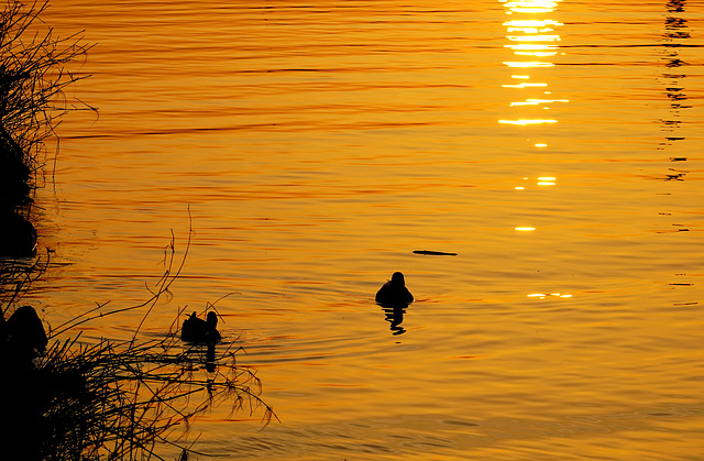 Abends am Mittellandkanal